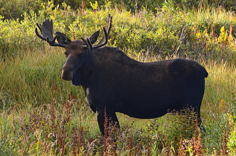 Pride of the Herd - Moose & Pronghorn (Antelope)