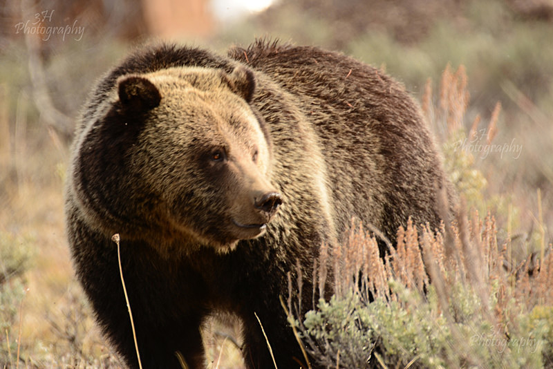 Shes Beautiful - Bears: Grizzly & Black Bears