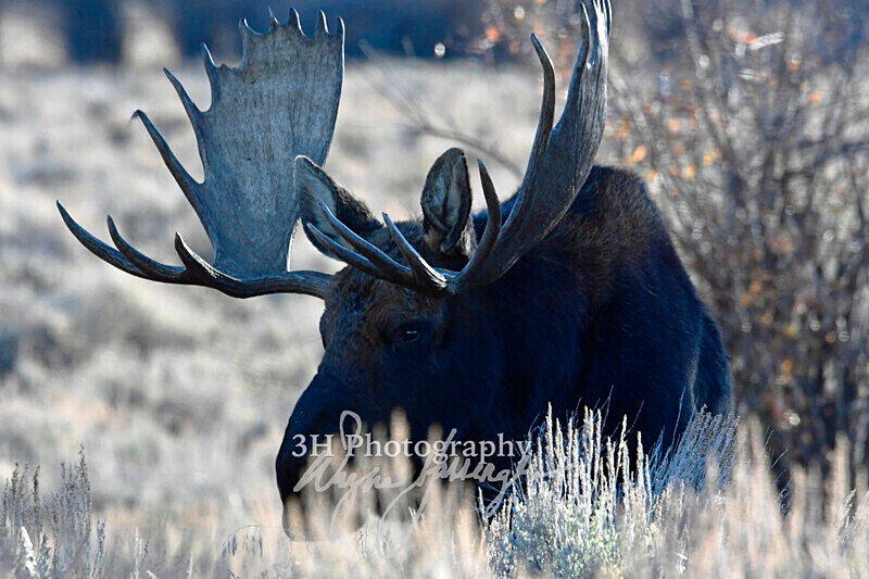 3HPhotography_Grand_Teton_OCT2025_00531 - Grand Teton NP Fall Adventure - OCT 2025