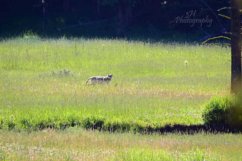 06 Heading To The Den - Wolves, Foxes & Coyotes