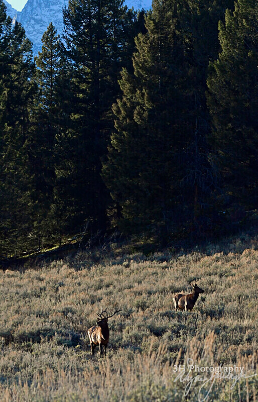 3HPhotography_Grand_Teton_OCT2025_00645 - Grand Teton NP Fall Adventure - OCT 2025