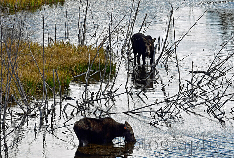 _DSC3489 - Moose & Pronghorn (Antelope)