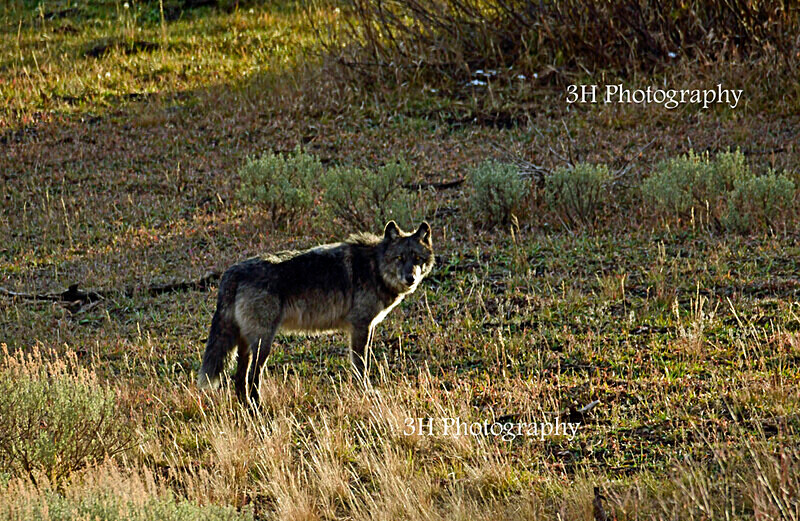 _DSC6240 - Wolves, Foxes & Coyotes