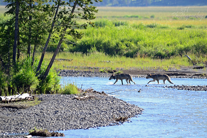 Two Lamar Wolves - Wolves, Foxes & Coyotes