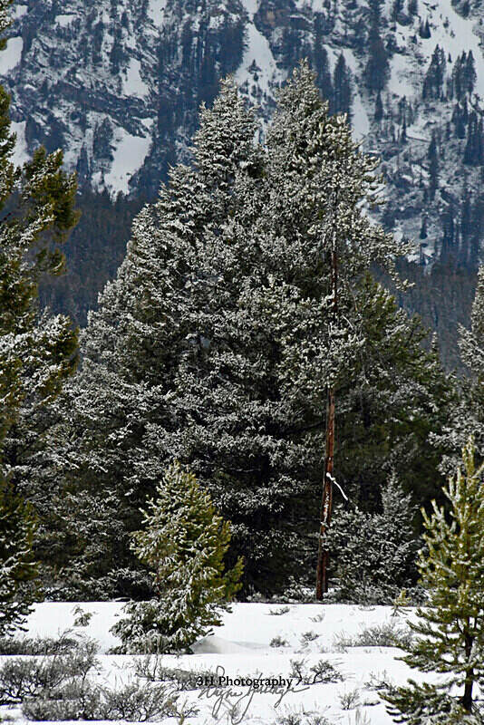 _DSC9862 - Grand Teton & Yellowstone National Park Landscapes