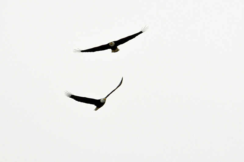 Fishing the Snake River_2827 - Raptors & Other Winged Friends
