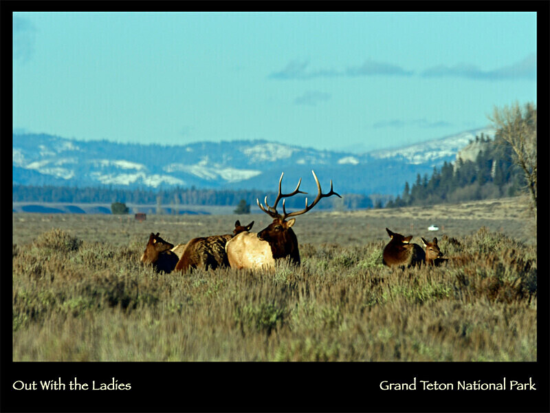 2026 Wildlife Images From Nature Calendar NOV PHOTO - The 2026 Wildlife Images Calendar Pictures