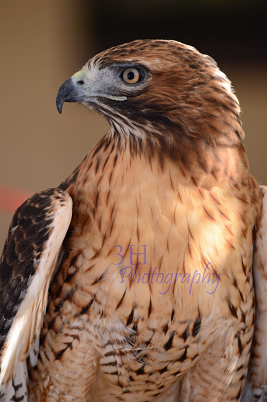 Majestic Hunter - 3H Note Card Images