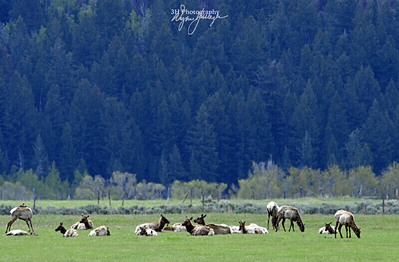 3HPhotography5-20-25_GTNP_312_ - Grand Teton NP Spring Shoot - May 2025