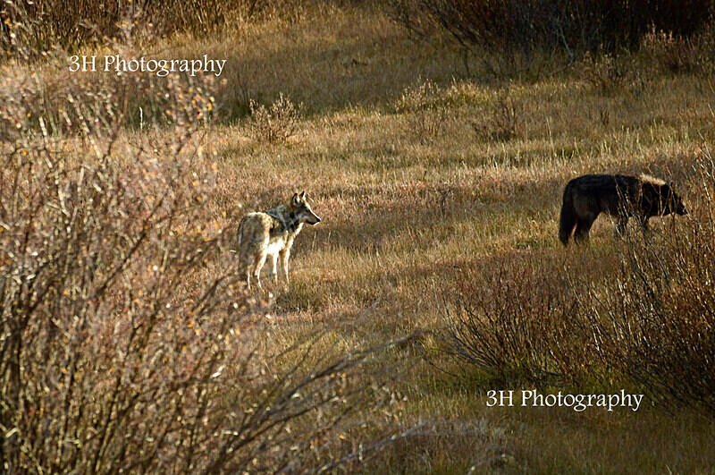 _DSC6312 - Wolves, Foxes & Coyotes