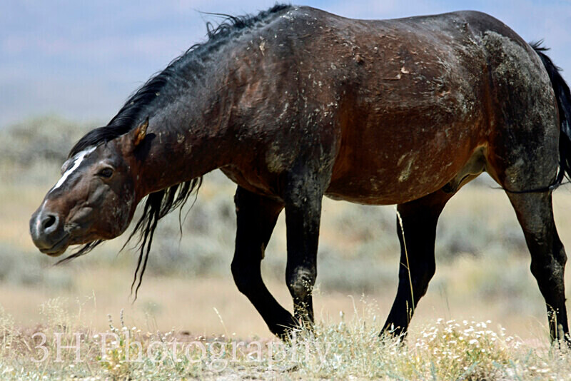 _DSC6437 - Bison & Horses