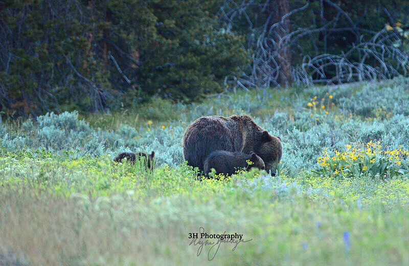 Kids Are In Trouble -399_8010 - Grizzly #399 - Queen of the Tetons