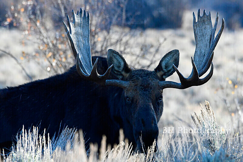 3HPhotography_Grand_Teton_OCT2025_00512 - Grand Teton NP Fall Adventure - OCT 2025