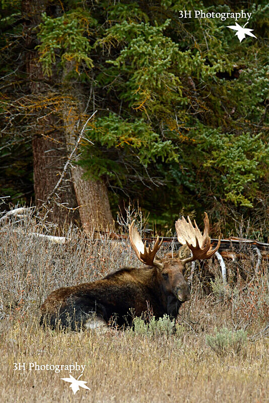 _DSC6945 - Moose & Pronghorn (Antelope)