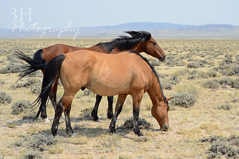 Wind River Buddies Watermarked - 3H Note Card Images