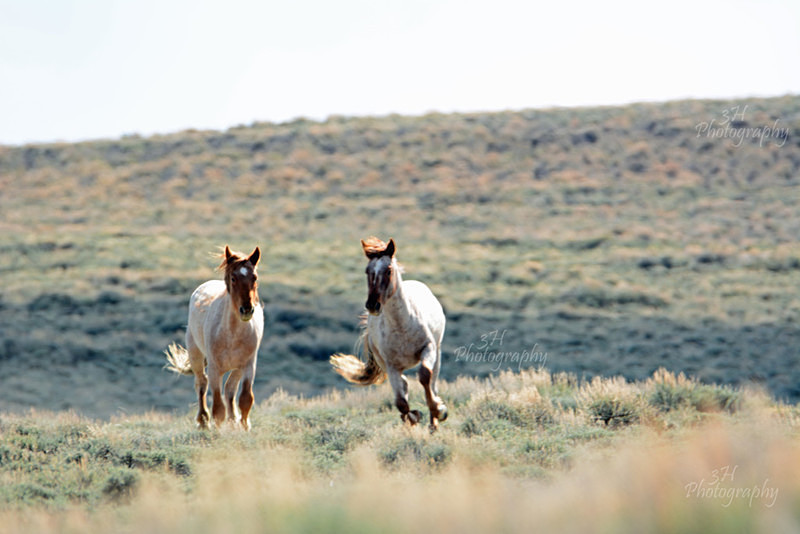 The Race Is On - Bison & Horses