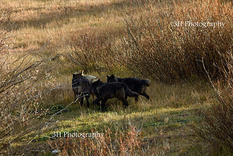 _DSC6297 - Wolves, Foxes & Coyotes