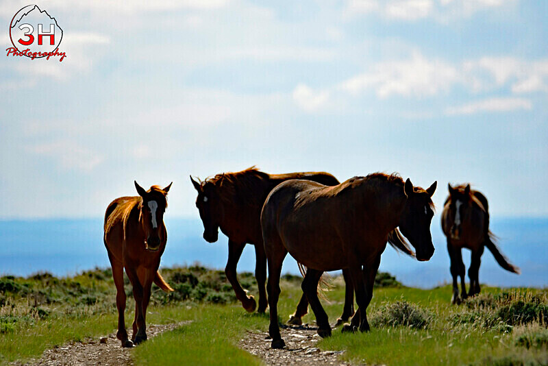 3HPhotog6-2-24_SW-WYO_3HR16159_Wild Horses - Bison & Horses