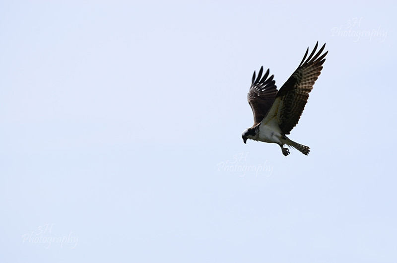 Hunting Osprey - Raptors & Other Winged Friends