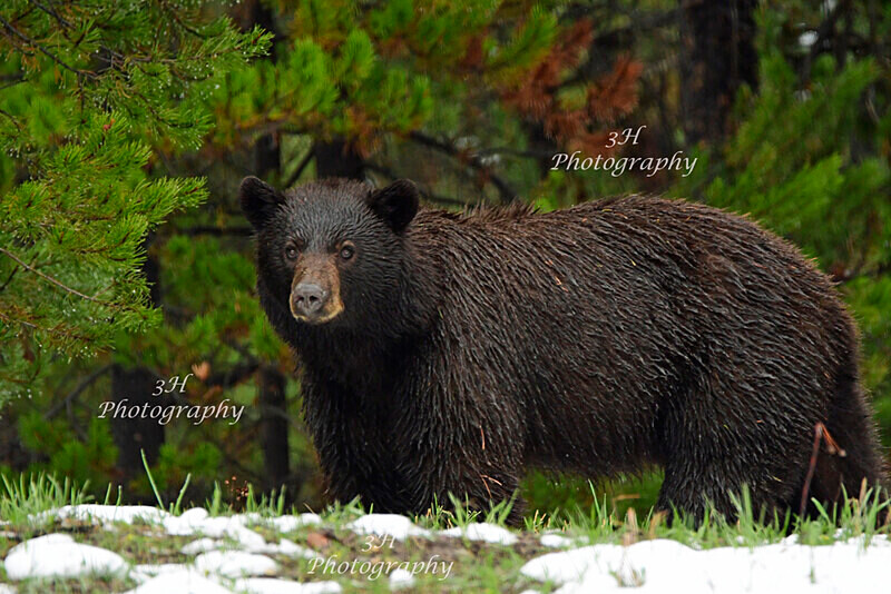 Teton Spring Bruin_9108 - Bears: Grizzly & Black Bears