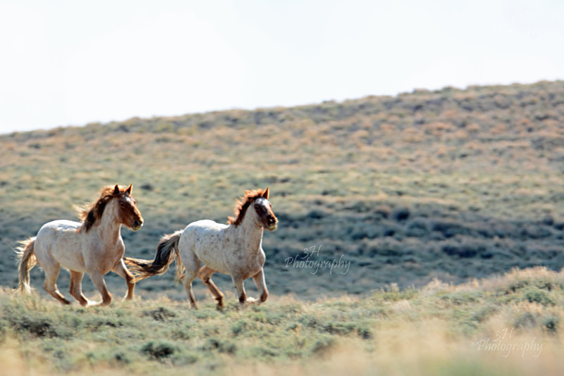 The Chase - Bison & Horses
