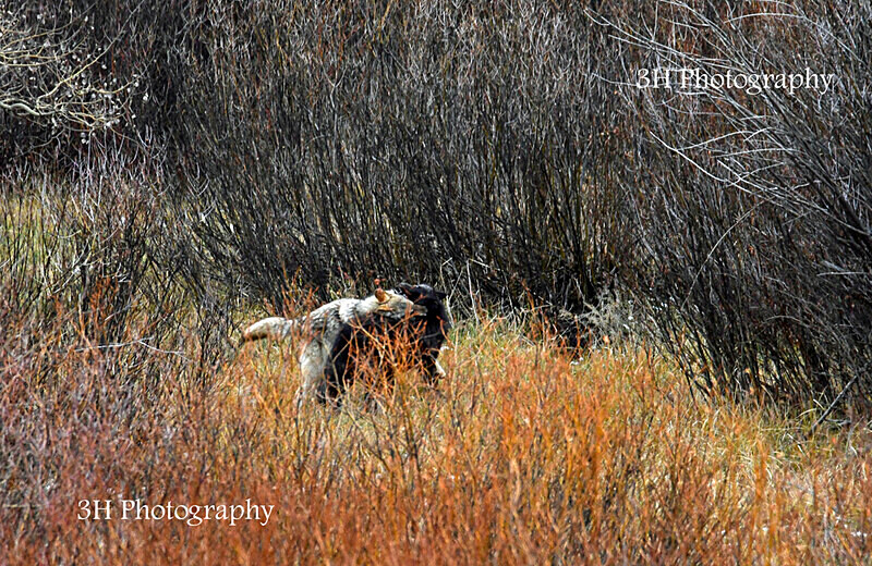 _DSC6381 - Wolves, Foxes & Coyotes