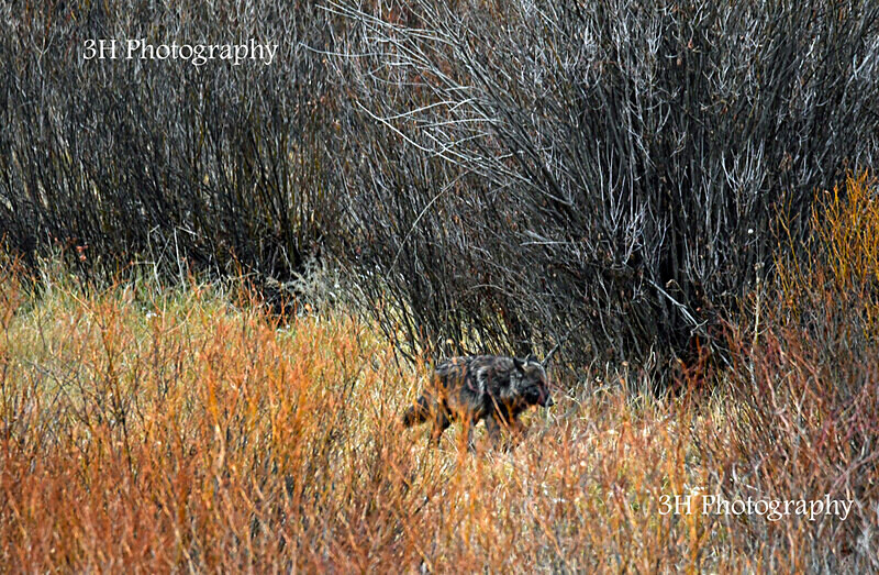 _DSC6363 - Wolves, Foxes & Coyotes