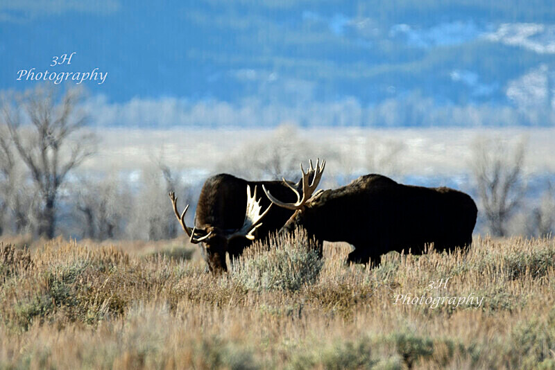  - Moose & Pronghorn (Antelope)