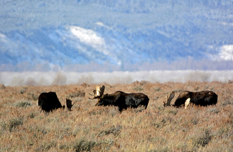 _DSC0869 - Moose & Pronghorn (Antelope)