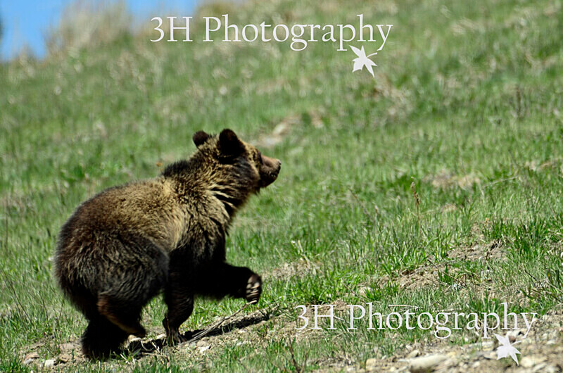 _DSC9332 - Bears: Grizzly & Black Bears