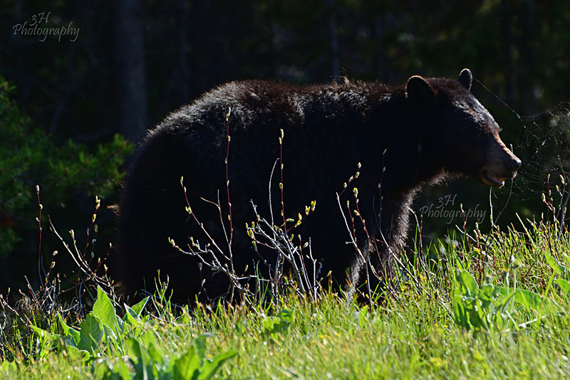 Stuck On You - Bears: Grizzly & Black Bears