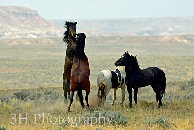 Facing Off_6647 - Bison & Horses