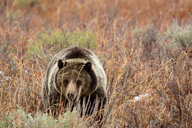 Patient Stare - Bears: Grizzly & Black Bears