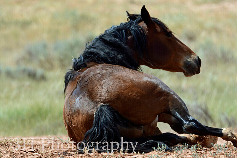 _DSC6466 - Bison & Horses