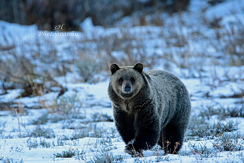 Youre Still Here_2361 - Bears: Grizzly & Black Bears