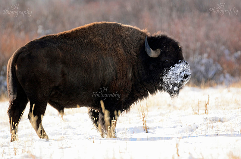 _DSC0523 - Bison & Horses