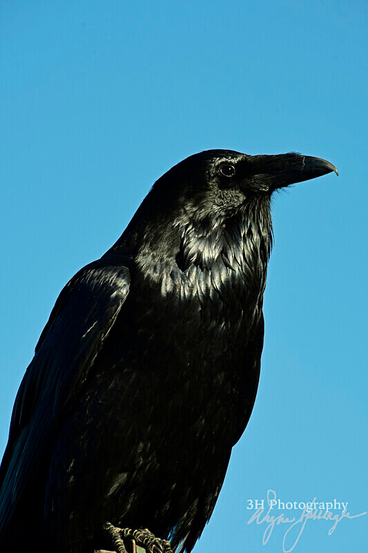 3HPhotography_Grand_Teton_OCT2025_00850 - Grand Teton NP Fall Adventure - OCT 2025