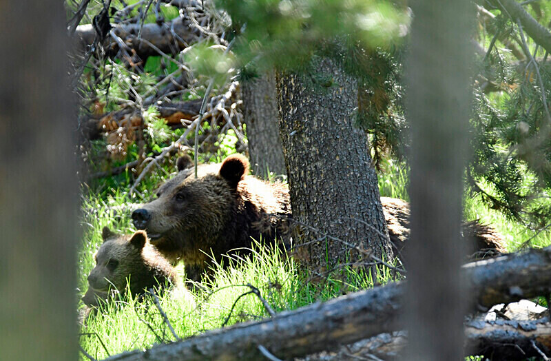 Timber Time - Grizzly 399_0995 - Bears: Grizzly & Black Bears