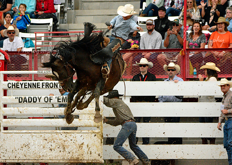 Reaching For the Buckle - Professional Rodeo