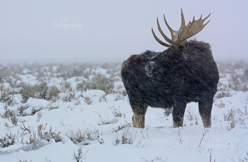 Teton Tough - Moose & Pronghorn (Antelope)
