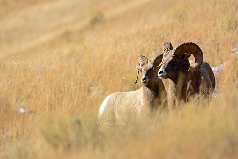 Big Horn Brethren - Big Horn Sheep & Mountain Goats