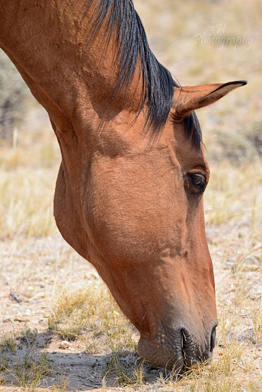 Close-up - Bison & Horses