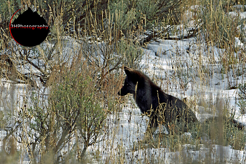 _DSC4778 - Wolves, Foxes & Coyotes