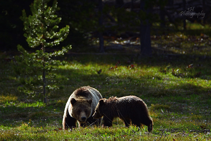 Someone Got in Trouble - Bears: Grizzly & Black Bears