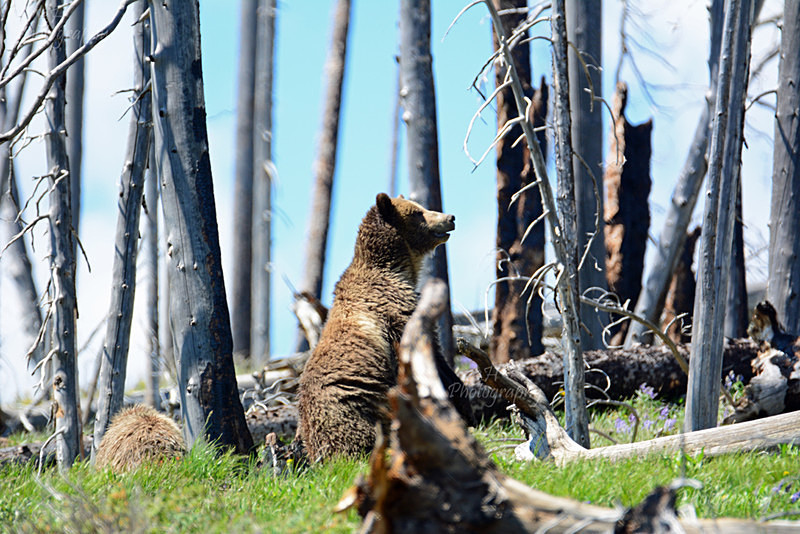 Raspberry Says Hello - Bears: Grizzly & Black Bears