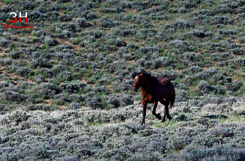3HPhotog6-2-24_SW-WYO_3HR16526_Wild Horses - Bison & Horses