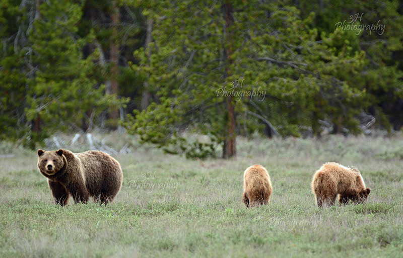 Another Year With the Kids - Bears: Grizzly & Black Bears