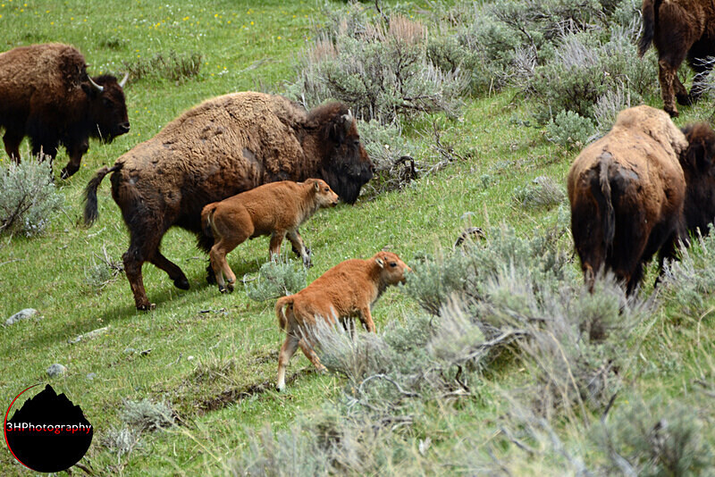 DSC_5275 - Bison & Horses
