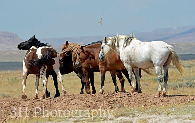 _DSC6493 - Bison & Horses