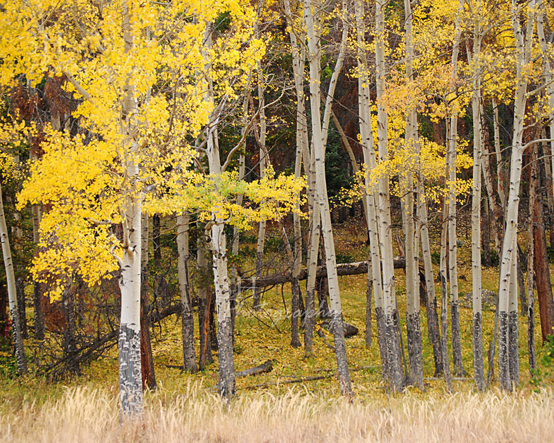 Seasons Change At Timbers Edge - Western U.S. Landscapes